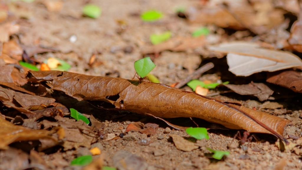 08 - Manuel Antonio NP (36).jpg